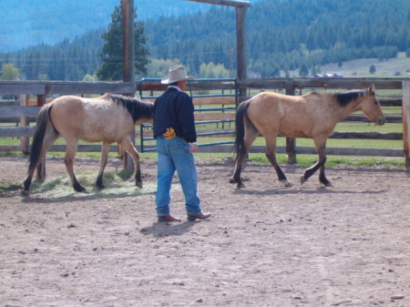 Two New Mustangs