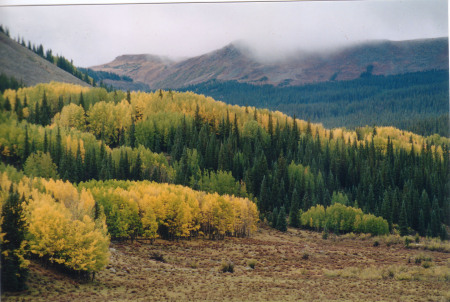 Love Lake Aspens