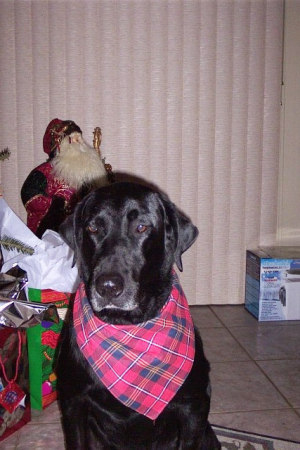 Capone, Christmas 2004