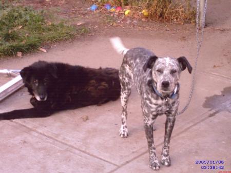 My dogs, Lucy & Bear just hangin' out!