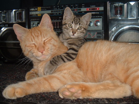 Prince(orange) and Pawpurr