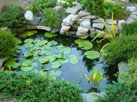 My fish pond