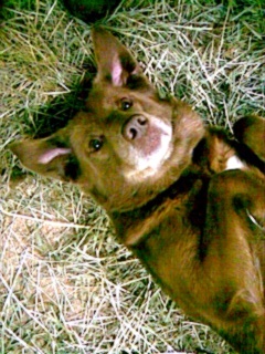 sabie, the world's largest fruit bat