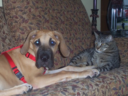 my puppy shamus and kitty shinoli...bestest buds