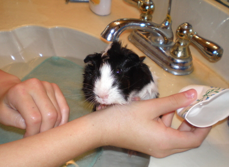 Cookie's first bath