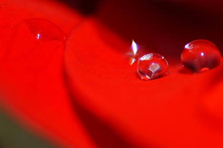 Water on a rose pedal