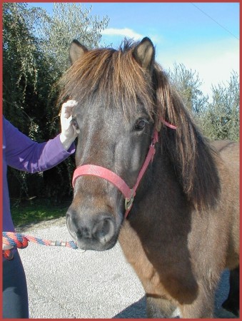 Mjollnir, my Icelandic horse