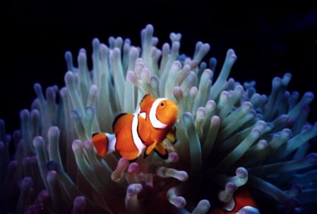 Percula Clownfish