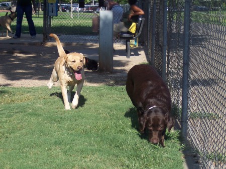 Our Labs: Bree and Daisy!