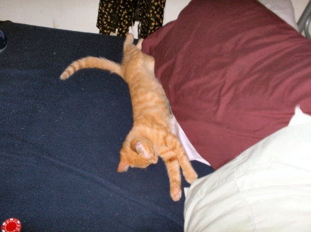 Kitty Calvin sleeping