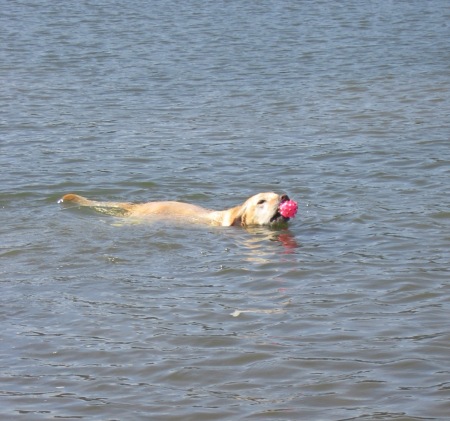 Daisy the Water Dog