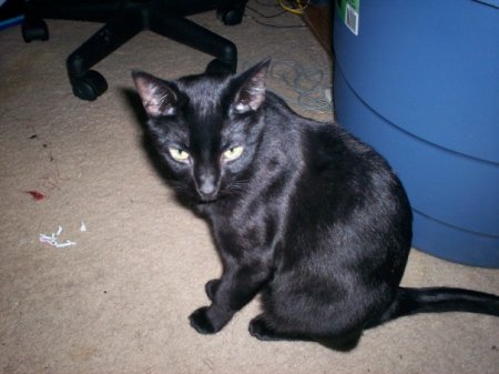 Salem, my son's cat