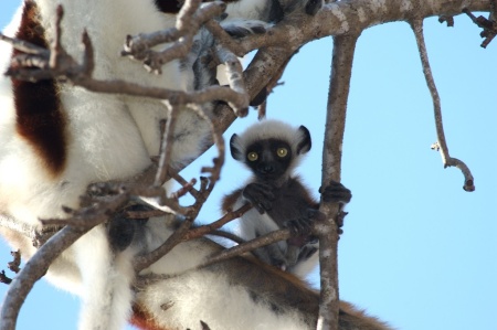 Baby Sifaka (lemur), Anjajavy, Madagascar, Summer 2007