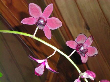 Orchid in my home