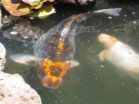 One of our six koi