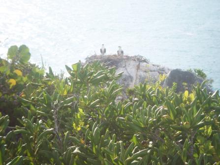 Ospreys on Osprey Rock