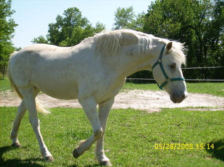 my horse  sid