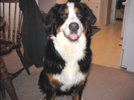 Rosie (Bernese Mountain Dog)