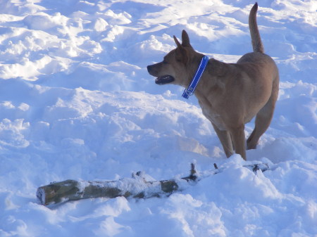 Chika (our Dingo) in the snow