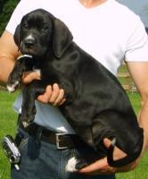 my great dane pup at 8 weeks( last time I pick her up,  lol)