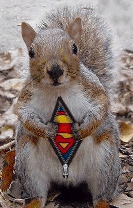 Surprise! Super Squirrel!