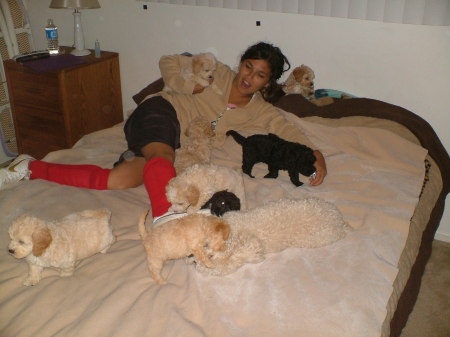 SARA, CURLY & HIS 8 PUPPIES