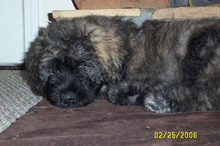 Sasha my baby Bouvier des Flandres