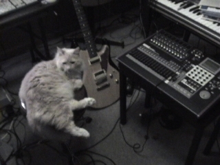 My cat hanging out with me in the studio