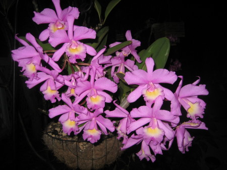 Orchids