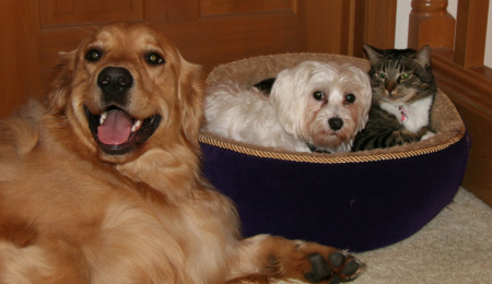 2006 - Charlie, Bella & Mittens