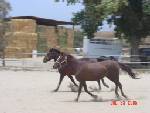 Brittany and Cocoa