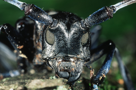 Asian Longhorned Beetle (ALB)