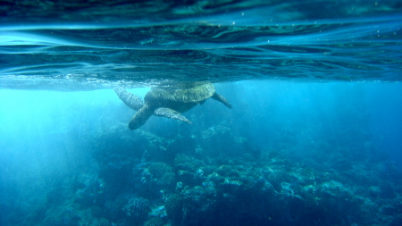 sea turtle cresting
