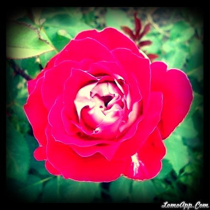 the perfect rose