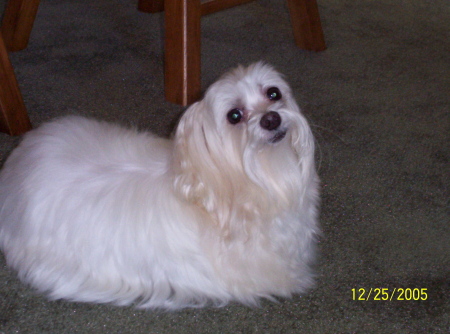 Maltese Dog!