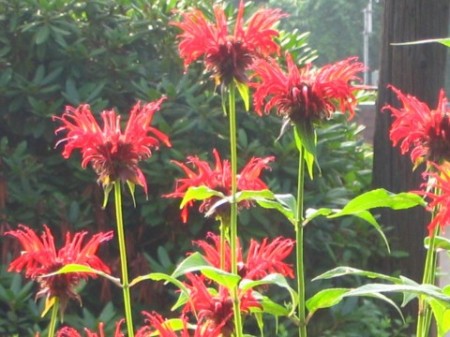 march of the monarda's
