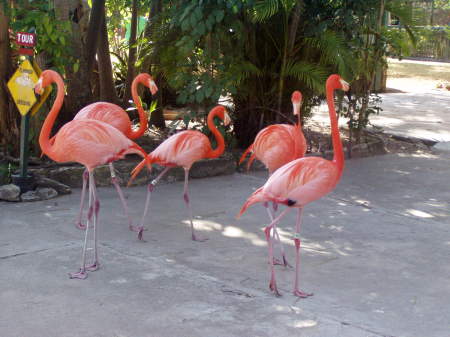 Flamingo Crossing
