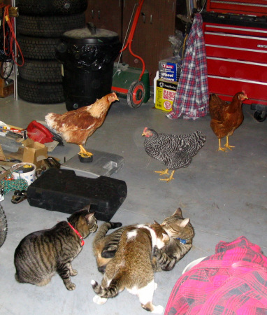 My critters in my garage