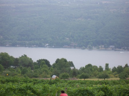 a Finger Lake, maybe Keuka? grape vines