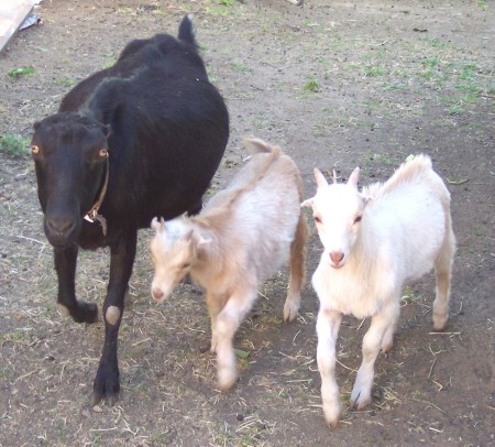 Clovis, Female Le Manche goat and babies, Venus & Adonis
