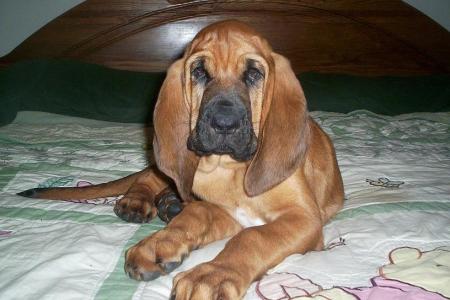 My bloodhound Bocephus