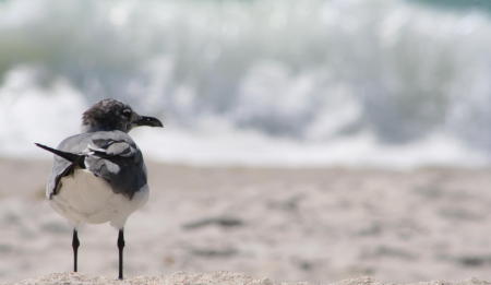 Bird on Florida Beach