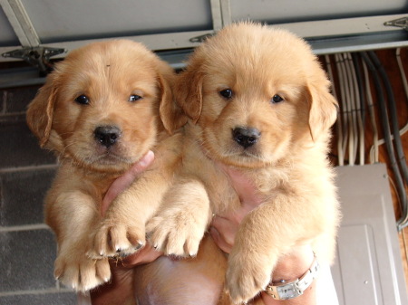 Golden pups