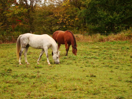 Galahad and Falcon