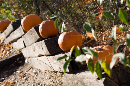 Pumpkins on the steps