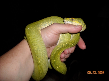 green tree python-female