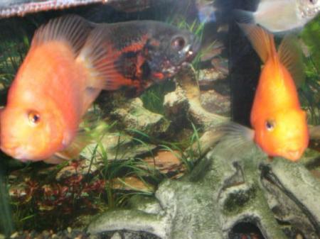 My Parrot fish..