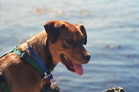 Shasta pup at Sonoma Coast