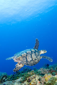 loggerhead sea turtle/Bahamas