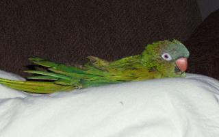 Phred - Blue Crowned Conure